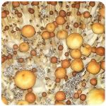 Псилоцибиновые (галлюциногенные)  грибы Psilocybin "Golden Teacher" в Волоколамске