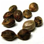 Семена марихуаны АК-47  (Seeds AK-47) в Волоколамске